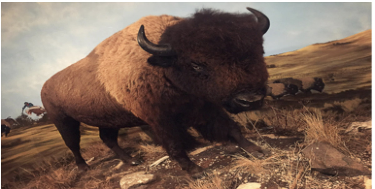 Buffalo display
